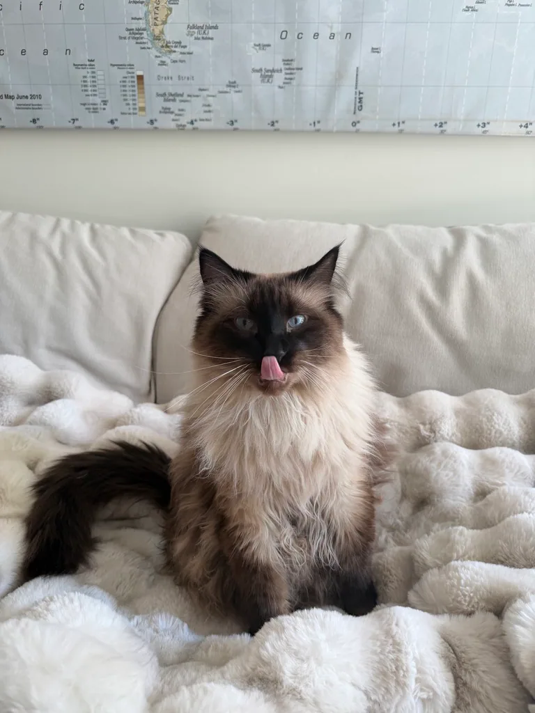 A fluffy blue-eyed cat sitting on a white blanket beneath a world map